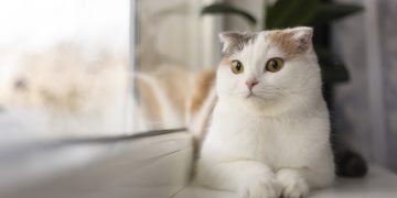 Quà tặng cho bạn sinh ngày 2